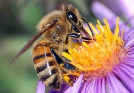 Les abeilles sont la vie ... 
