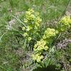 Euphorbe petit-cyprès (Euphorbia cyparissias) (1600 m)