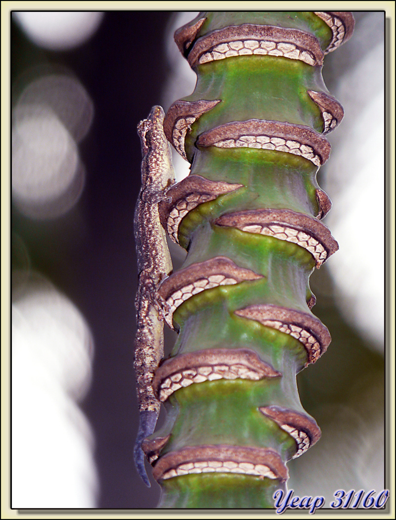 Le camouflage du gecko margouillat - Motu Porou - Tahaa - Polynésie française