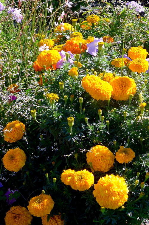 Un massif de fleurs