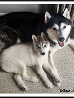 Kira (presque 3 mois) et son copain