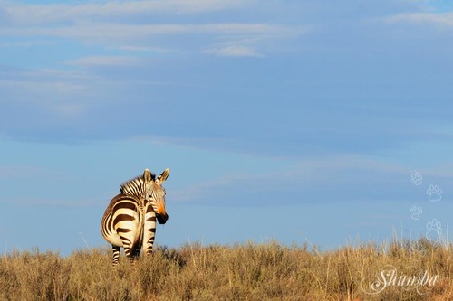 Mountain Zebra National Park