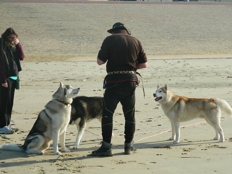 chiens des glaces