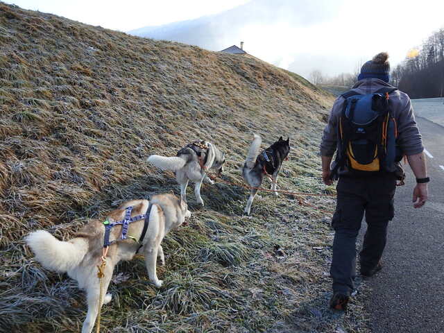 chiens des glaces