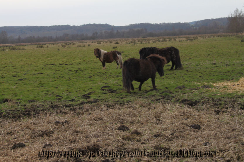 Photos poneys d'Epagne Epagnette page 2 - du 16/03/13