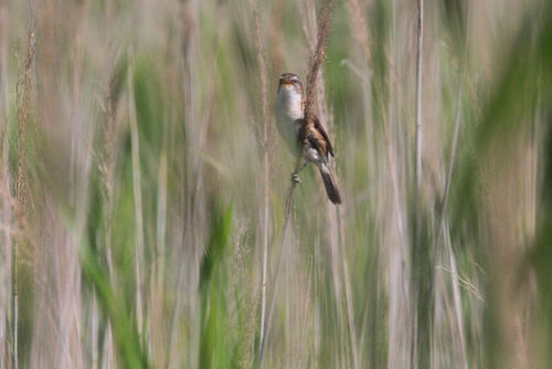 Lusciniole à Moustaches (Moustached Warbler)