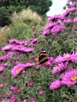 Le jardin aux papillons