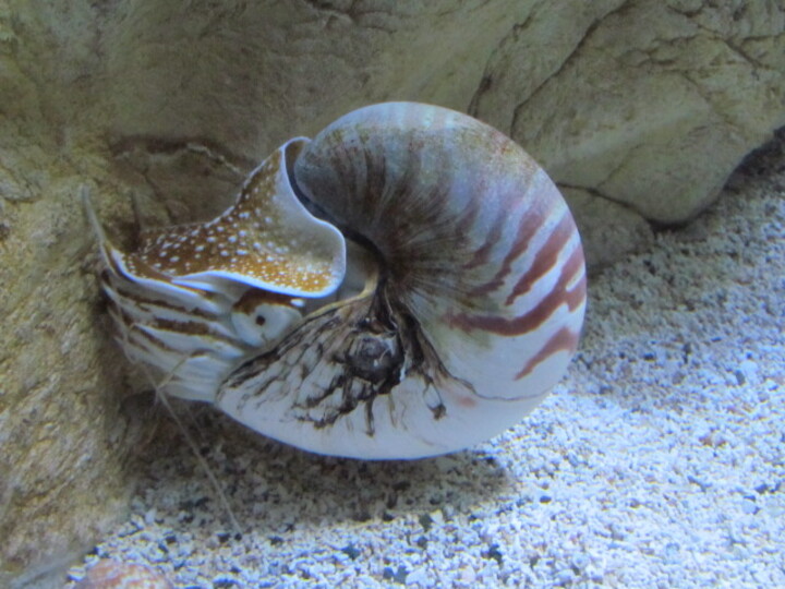 L'AQUARIUM DE LA ROCHELLE . 17 000 . CHARENTE MARITIME .