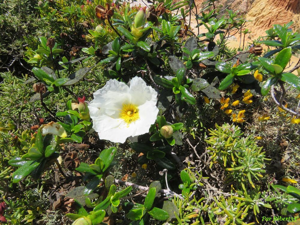 Sagres au Sud-Portugal