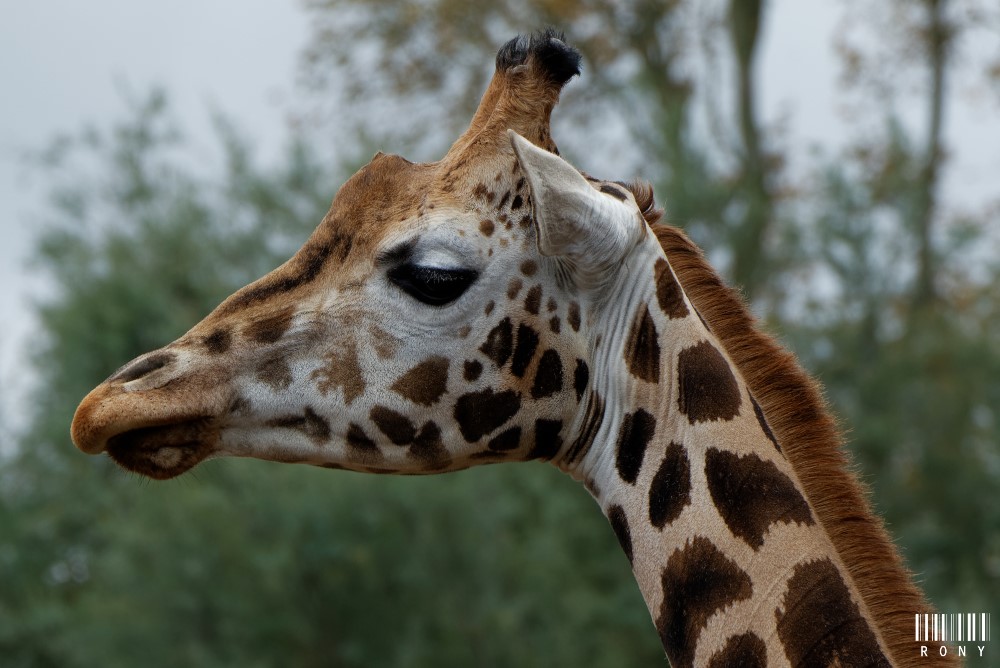 Les girafes du parc Pairi Daiza