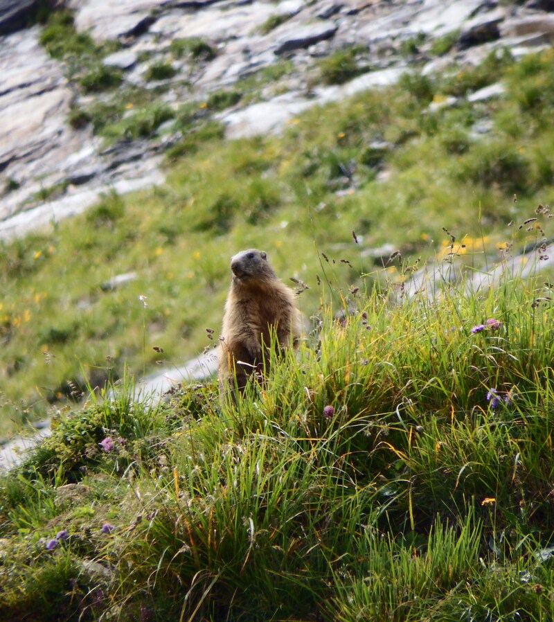 Une marmotte en alerte