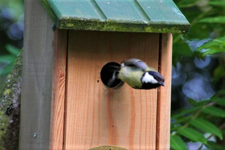 La mésange