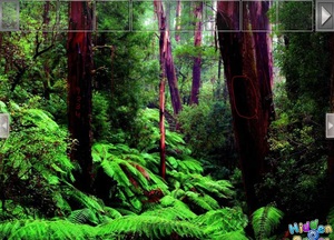 Jouer à Easy escape - Escape greeny forest
