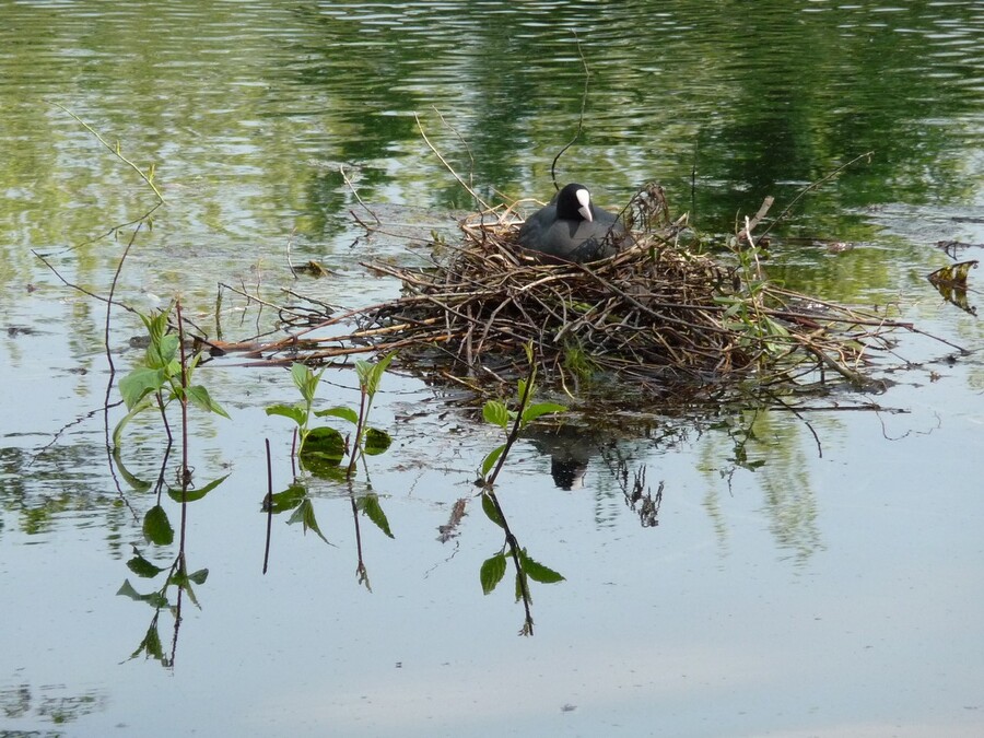 AnnickAmiens.St-Pierre.mai 2013