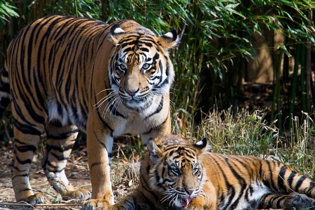  Des tigres mis à mort pour le PLAISIR de RICHES CHINOIS !!!