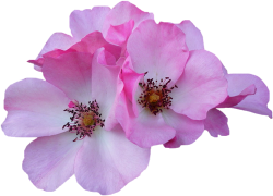 Tube fleur, tube roses