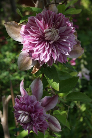 clématite ' Joséphine '