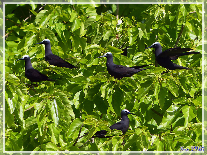 Noddi noir, Black Noddy (Anous minutus) sur arbres "Puka" (Pisonia grandis) - Vers la passe sud Tumakohua (Tetamanu) - Atoll de Fakarava - Tuamotu - Polynésie française