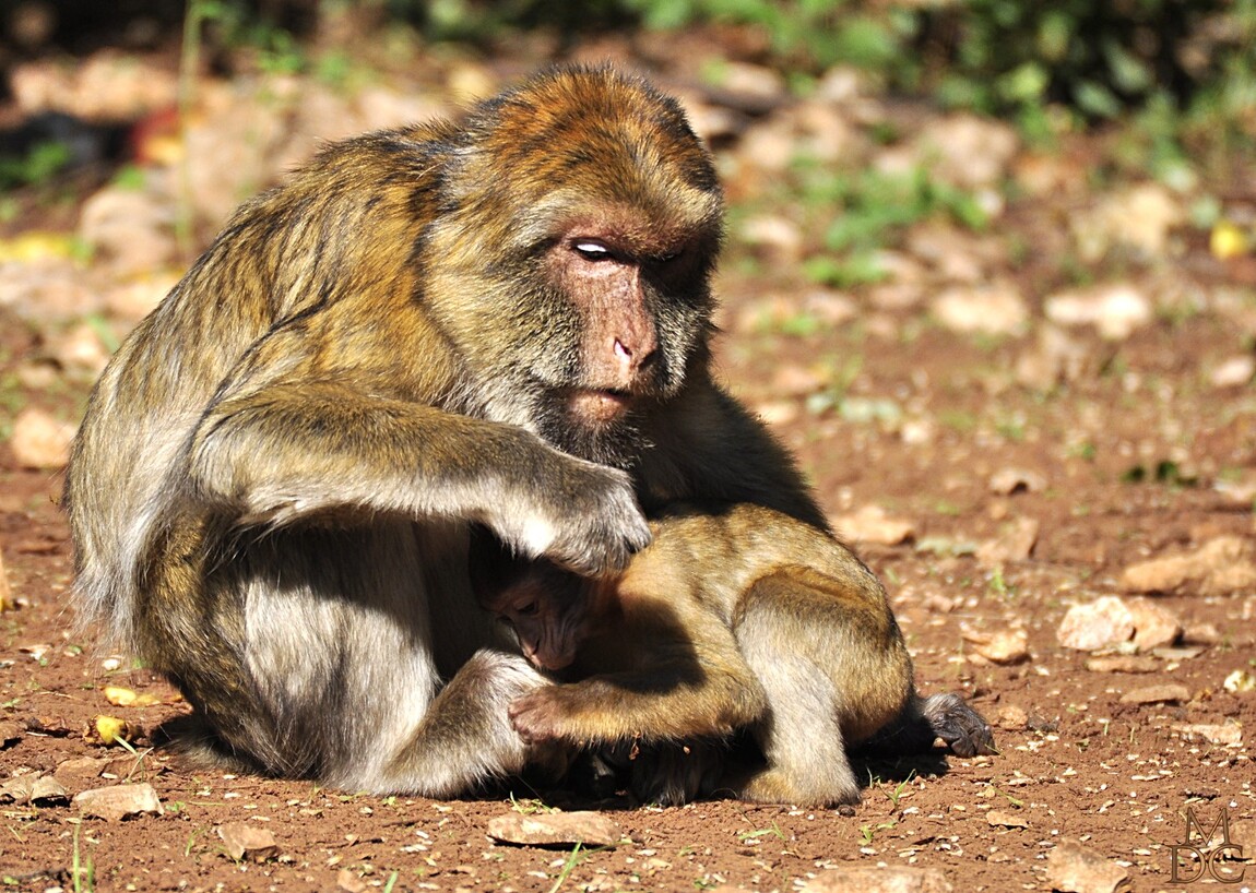 " scènes de la vie quotidienne chez les macaques"