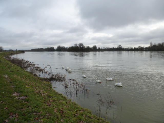 LE  LAC  DES  CYGNES  A  BEAUGENCY