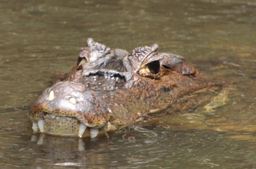 Crocodiles et caïmans