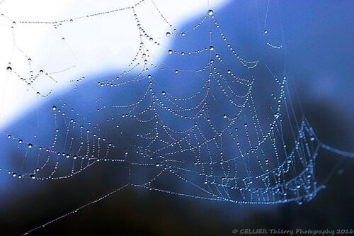Arachn'art ! - saint jean de chevelu - Savoie - Novembre 2016