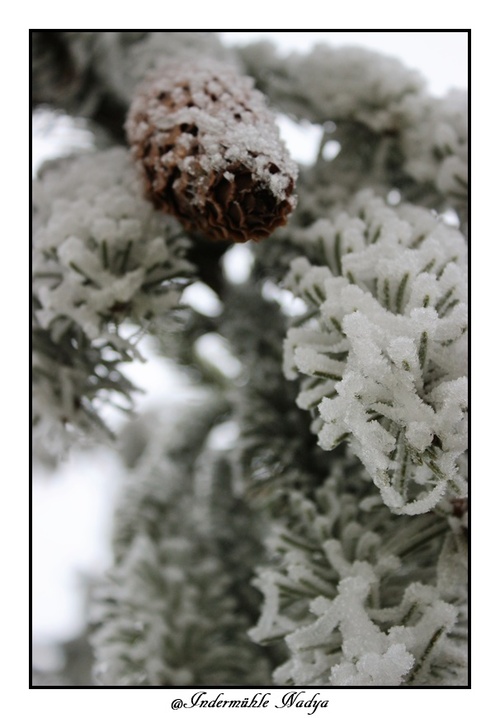 Le givre