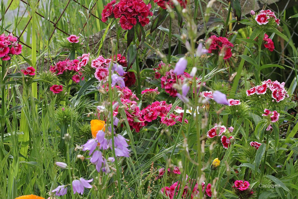 Le jardin nature, devant...