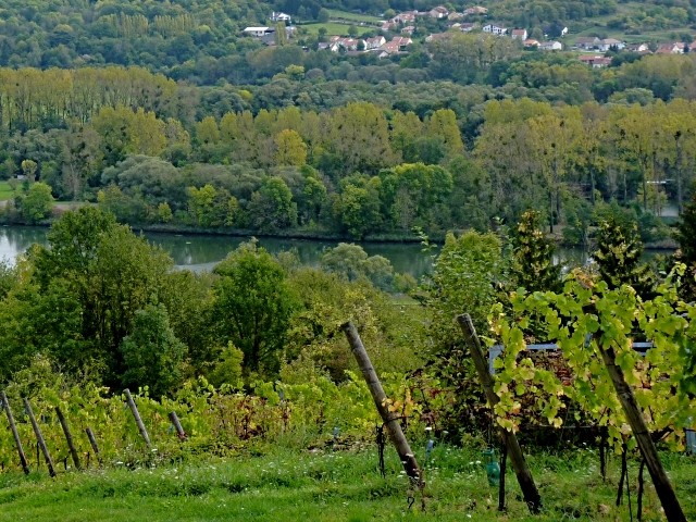 Forêt lorraine 11 Marc de Metz 2011