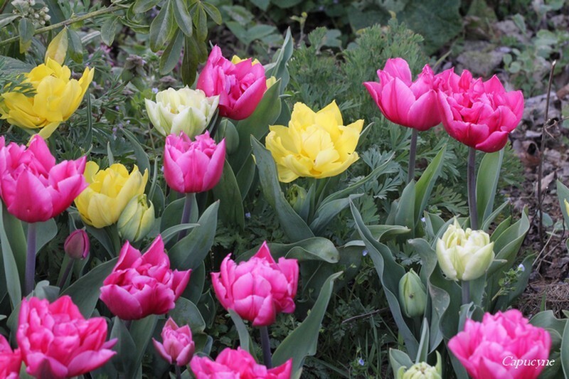 Tulipes 2521