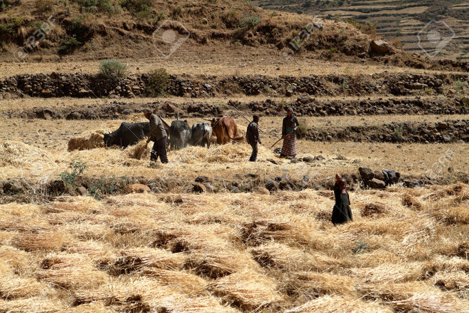 Récolte De Céréales En Ethiopie Banque D'Images et Photos Libres De Droits.  Image 71004431