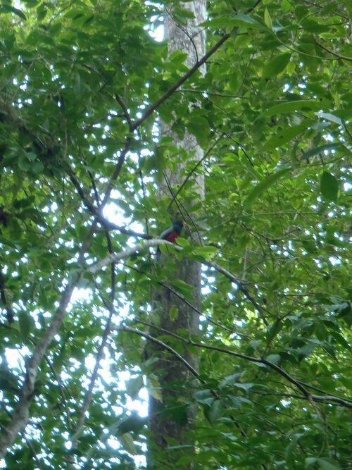 Tikal par le Rio Dulce