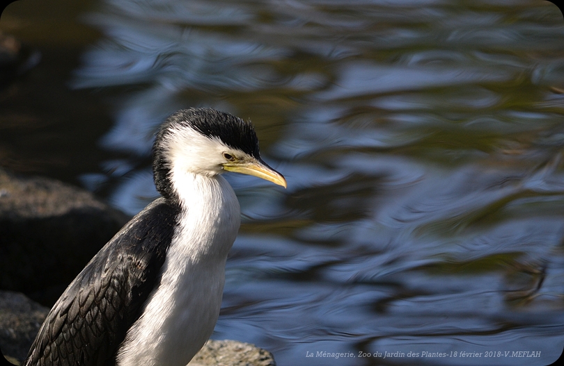 Ménagerie du Jardin des Plantes : Le Cormoran Pie