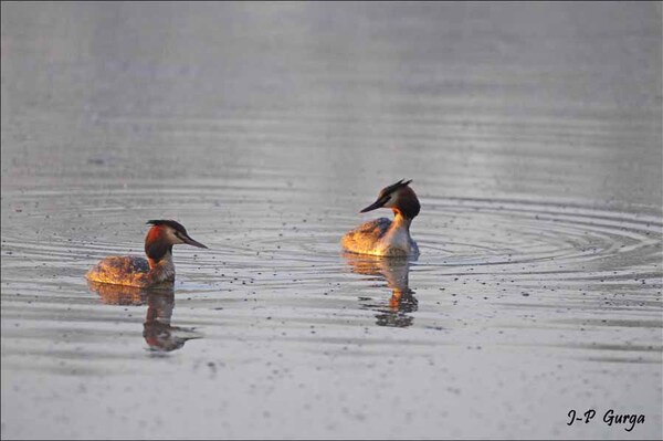 Le lac de Marcenay au lever du jour, par Jean-Pierre Gurga....