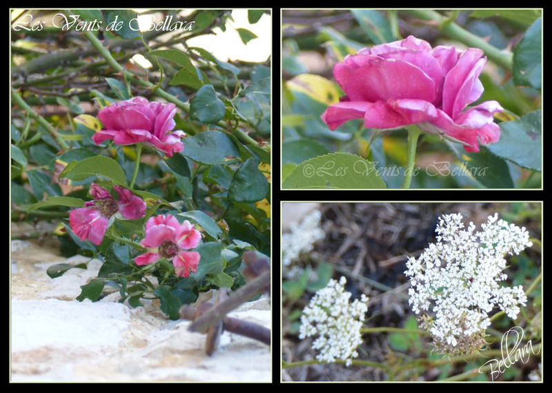 Fleurs d'été - 4