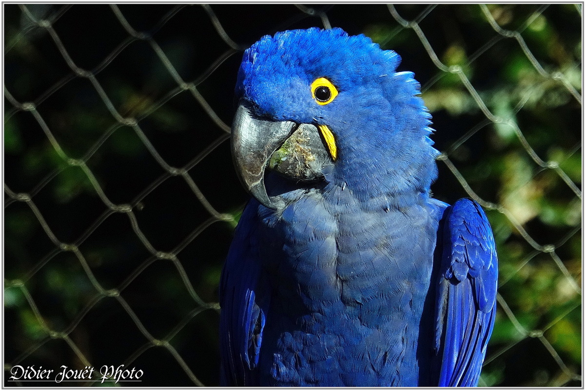 Ara Hyacinthe (1) - Anodorhynchus hyacinthinus