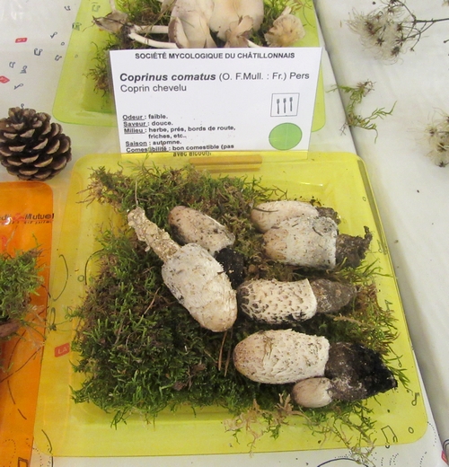 Une belle exposition de champignons organisée par la Société Mycologique du Châtillonnais