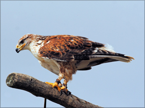 Photos de rapaces diurnes du Zoo de la Boissière du Doré