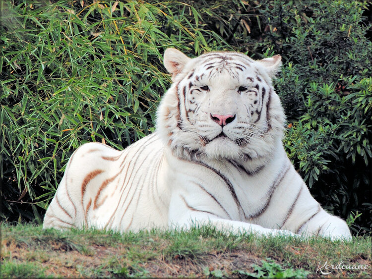 Ades et Rewa les tigres blancs du Zoo de la Flèche