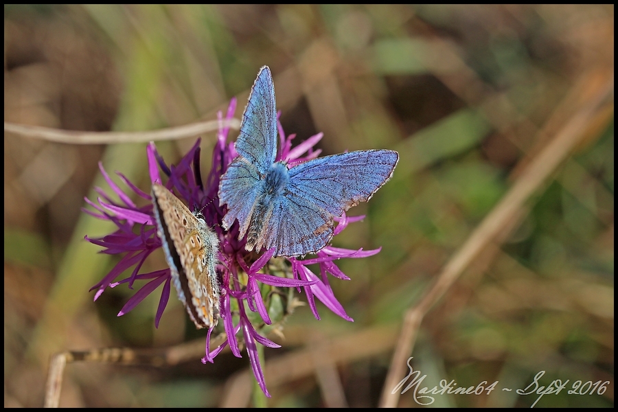 Papillon : l'Argus bleu céleste
