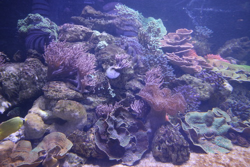 Nausicaa, l'aquarium de Boulogne-sur-Mer (62)