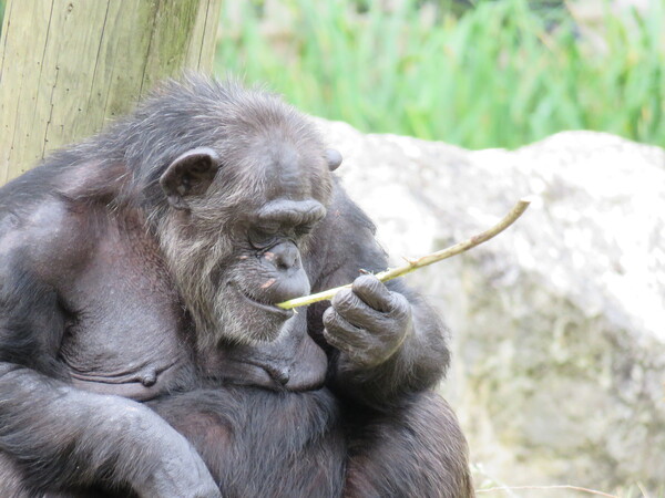 Zoo de Beauval (13).