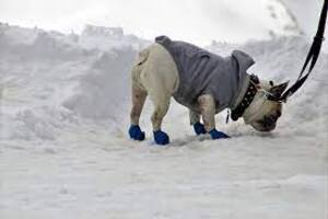 mode fashion dog winter boots fashion 