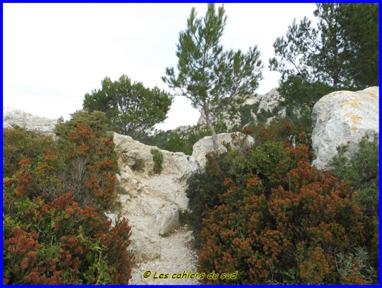 Calanques, le belvédère Titou Ninou