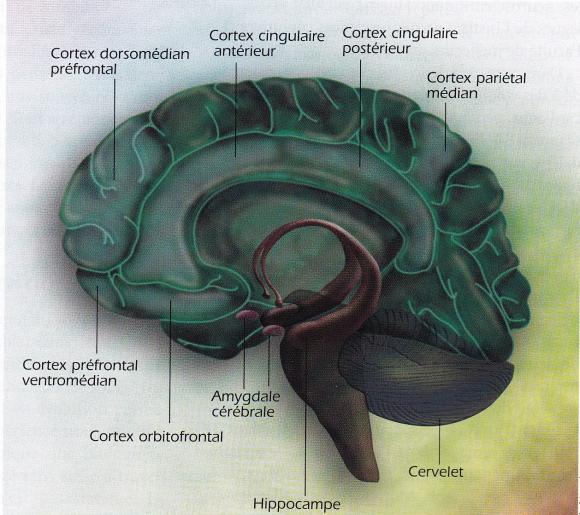 http://lancien.cowblog.fr/images/Cerveau2/cerveauconsciencemoi.jpg