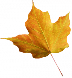 Tubes png feuilles