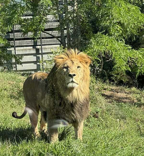 Zoo de vincennes - les lions - le lynx - les pumas 