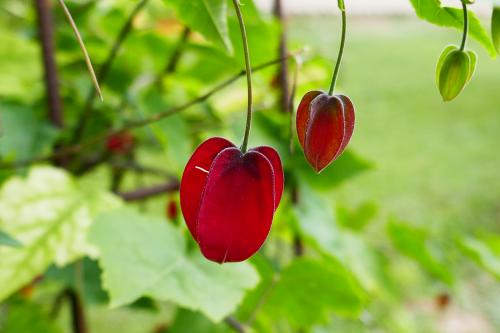 Le cartoscope du samedi 23 janvier 2021