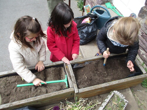 Plantations de bulbes en maternelle