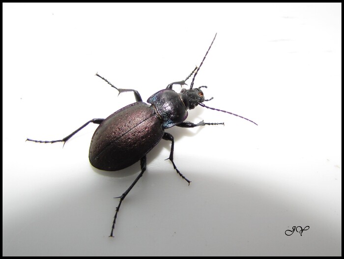 Carabus nemoralis.